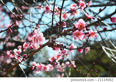 Kobai Kobai 21114002