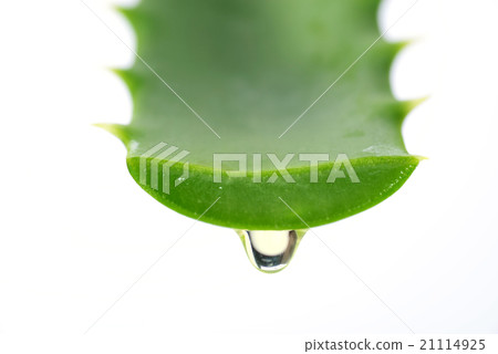 蘆薈 蘆薈 21114925