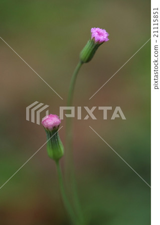 Natural plants It grows here and there in Usbeniggana, Ishigakijima, but it is a cute flower though I missed it 21115851