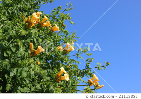 Nausuz Kazura 21115853