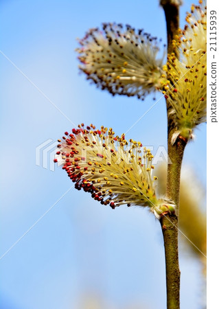 貓燒花盛開 貓燒花盛開 21115939