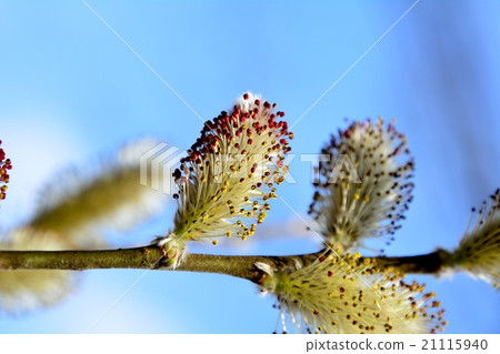 Feline burning flowers bloom Feline burning flowers bloom 21115940