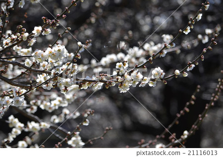 Plum blossom  21116013
