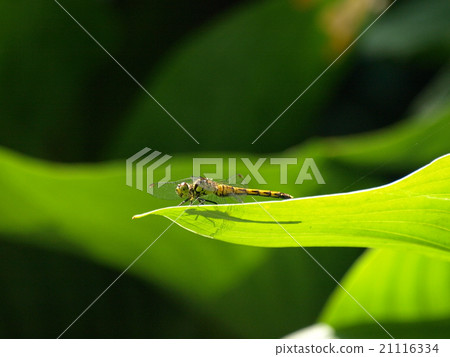 Dragonfly on leaves Dragonfly on leaves 21116334