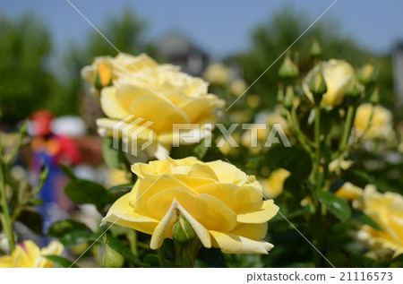 玫瑰 玫瑰 21116573