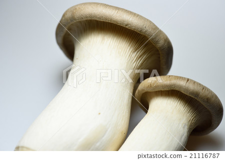 king oyster mushroom king oyster mushroom 21116787