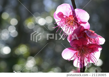Plum blossoms Transparent pink petals 21116905