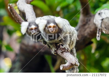 Lemur on climbing tree 21117072