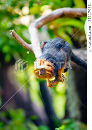 Lion Tamarin Lion Tamarin 21117088