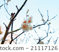 櫻花盛開 21117126