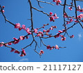 開花在藍天的李子 21117127