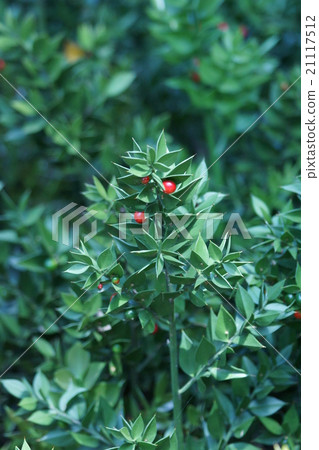 Nagi Ikada，日語中的“花”一詞 21117512