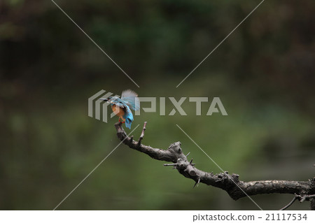 Kingfisher 21117534