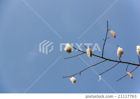 fresh ceiba pods 21117763