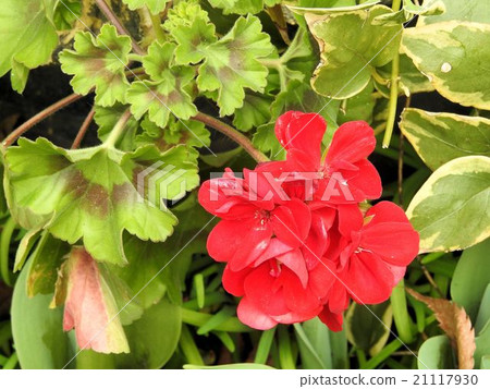 天竺葵/日比谷公園 天竺葵/日比谷公園 21117930