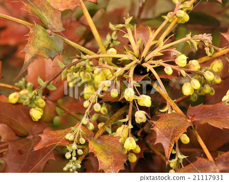 Hiraginanten /日比谷公園 Hiraginanten /日比谷公園 21117931