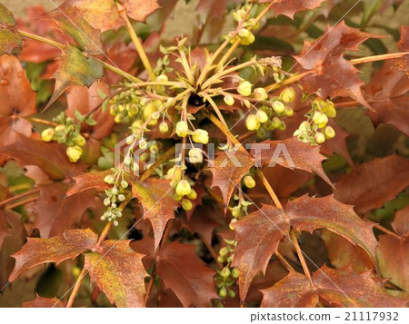 Hiraginanten /日比谷公園 Hiraginanten /日比谷公園 21117932