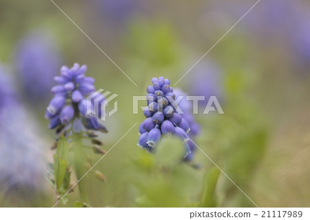 Muscari 21117989