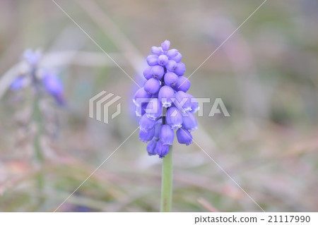 Muscari 21117990