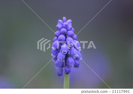 Muscari 21117991