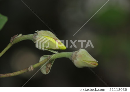 Yuna natural plant, "Oohama burou" is. Flowers are flowers all day, but there are many buds and beautiful flowers can bloom one after another 21118086