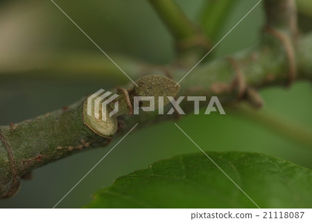 Yuna natural plant, "Oohama burou" is. Tender buds and leaves. It is a characteristic figure 21118087