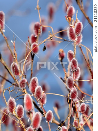 Felines with reddish purple flowers Felines with reddish purple flowers 21118220