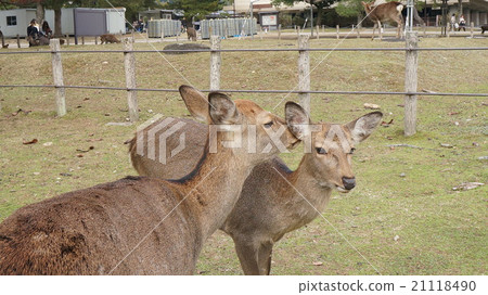 Kagoshima Park whispers 21118490