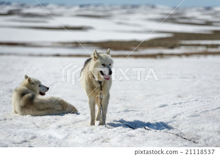 Siberian Husky in snow Siberian Husky in snow 21118537