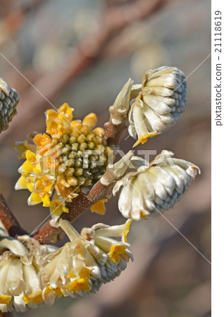 Mitsumata Mitsumata 21118619