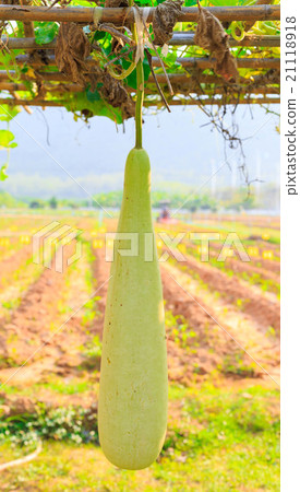 Long squash in farm  closed up 21118918