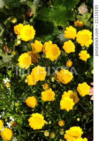Chrisansemmu Mulchicore Chrisansemmu Mulchicore 21119185