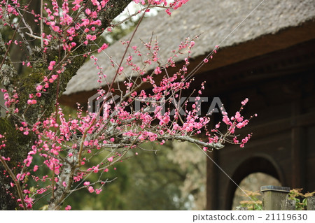 Round window temple and red plum in Nara Park 21119630