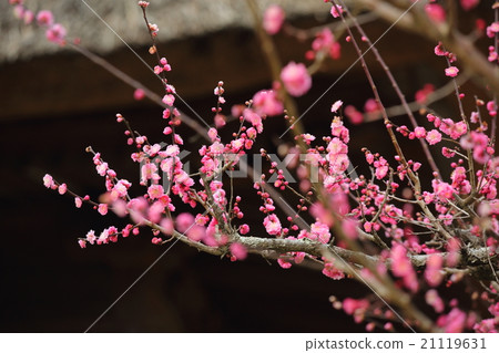 Round window temple and red plum in Nara Park 21119631