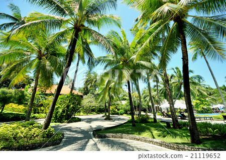 Palm tree and blue sky (Indonesian Bali) Palm tree and blue sky (Indonesian Bali) 21119652