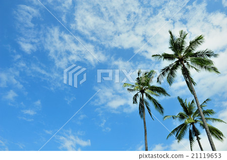 Palm tree and blue sky (Indonesian Bali) 21119653
