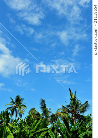 棕櫚樹和藍天(印度尼西亞巴厘島) 棕櫚樹和藍天(印度尼西亞巴厘島) 21119654