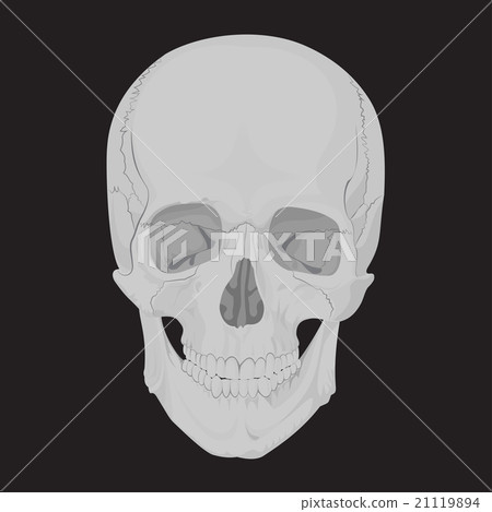 human skull bones skeleton dead 21119894