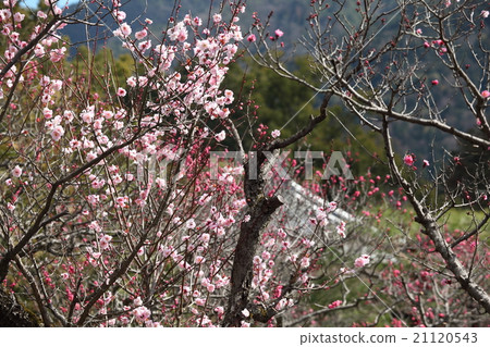 梅花___ ___ 0 梅花___ ___ 0 21120543