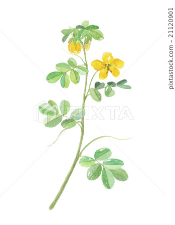 Hub grass Hub grass 21120901