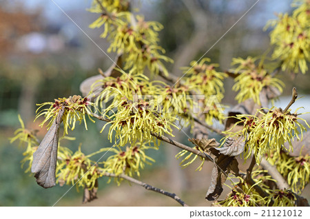 Manxaku (full crop) 21121012