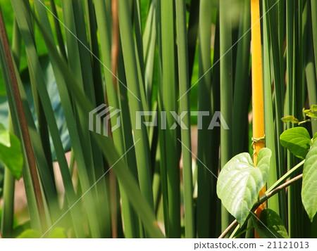 tropical green wetland plant long papyrus leafs 21121013