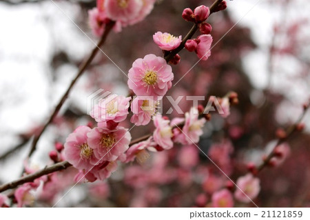 Red flower and bud Kairakuen 21121859