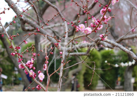 Red flower and bud Kairakuen 21121860