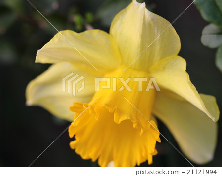 A lively yellow flower (Daffodil) in the morning sun 21121994