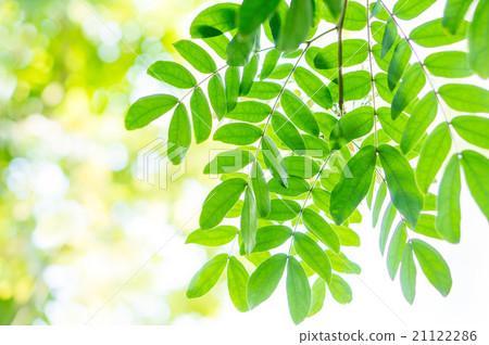 Kari Andora · Haematakekefara 21122286