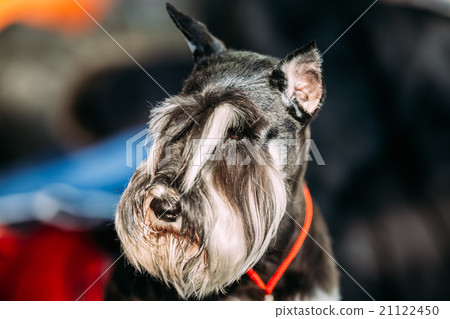 Small Miniature Schnauzer Dog Zwergschnauzer 21122450