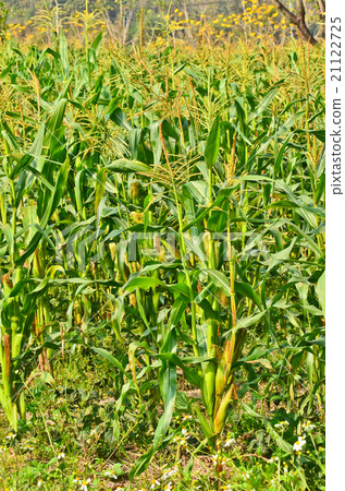 wall of Green Corn field wall of Green Corn field 21122725