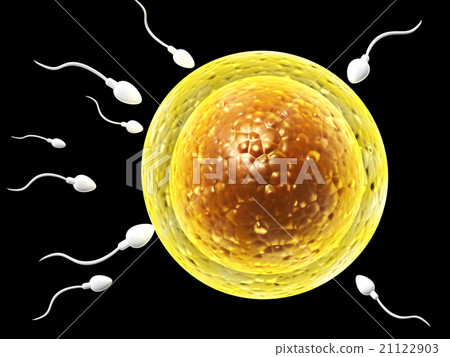 Spermatozoons, floating to ovule 21122903