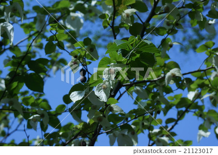 Handkerchief tree flower and fruit Handkerchief tree flower and fruit 21123017
